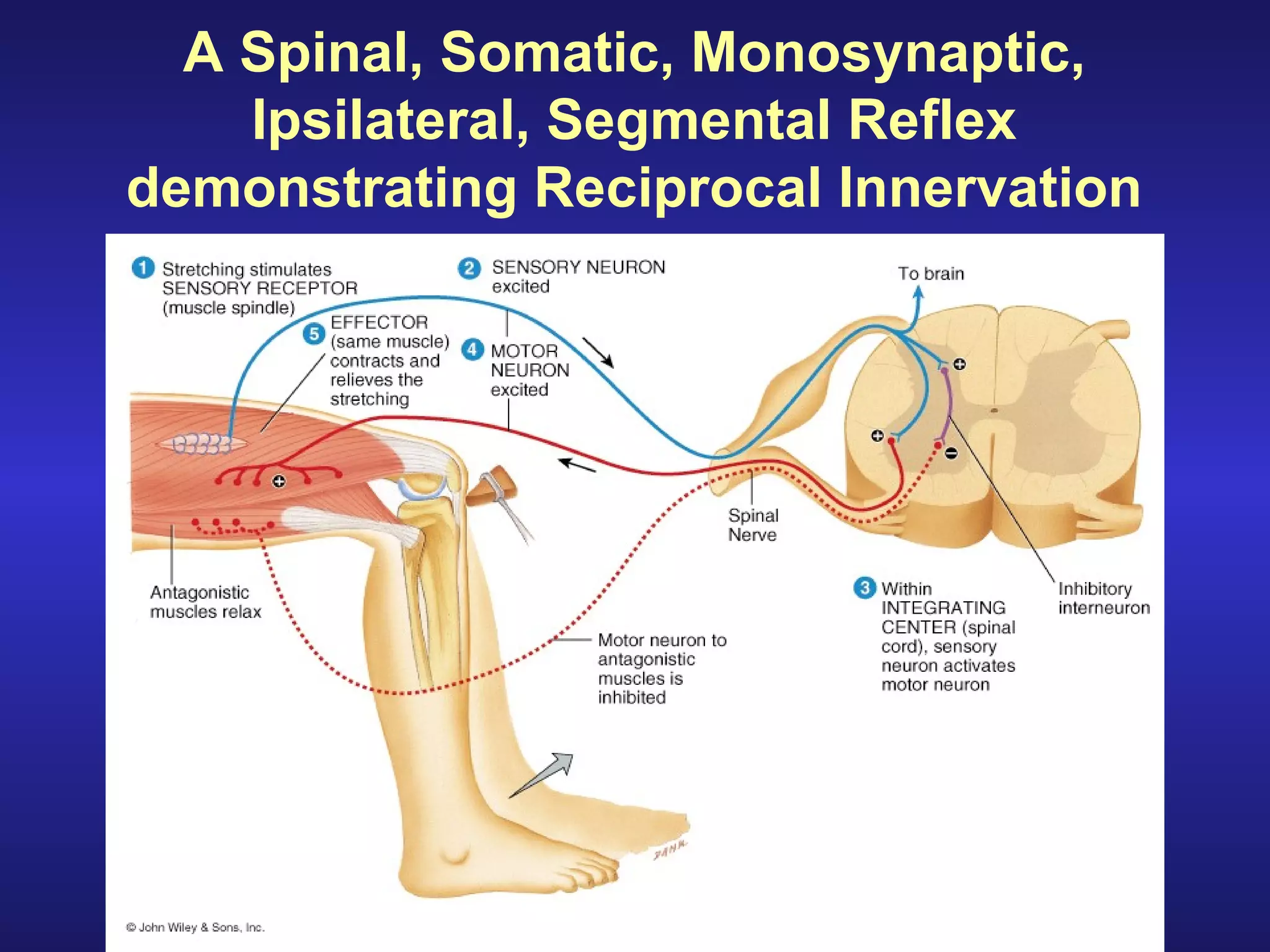 Back Reflex Anatomy of Spinal tracts and reflexes 2 | PPT