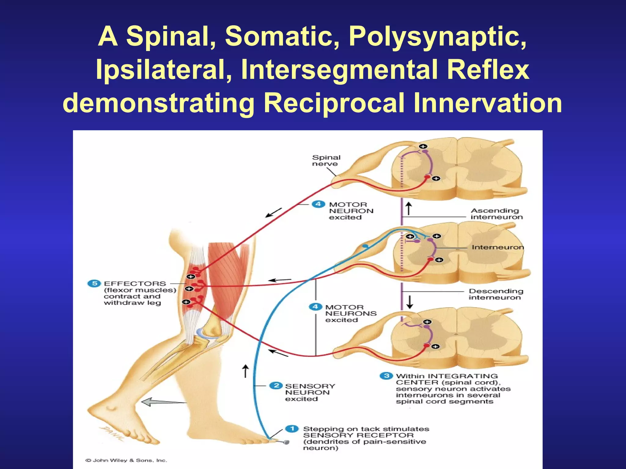 Back Reflex Anatomy of Spinal tracts and reflexes 2 | PPT