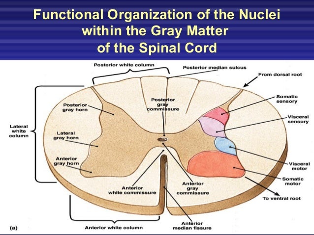 gray matter of spinal cord gray matter of spinal cord