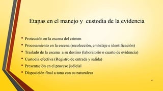 Etapas en el manejo y custodia de la evidencia
• Protección en la escena del crimen
• Procesamiento en la escena (recolección, embalaje e identificación)
• Traslado de la escena a su destino (laboratorio o cuarto de evidencia)
• Custodia efectiva (Registro de entrada y salida)
• Presentación en el proceso judicial
• Disposición final a tono con su naturaleza
18
 