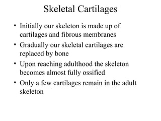 Skeletal Cartilages
• Initially our skeleton is made up of
cartilages and fibrous membranes
• Gradually our skeletal cartilages are
replaced by bone
• Upon reaching adulthood the skeleton
becomes almost fully ossified
• Only a few cartilages remain in the adult
skeleton
 