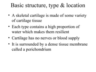 Basic structure, type & location
• A skeletal cartilage is made of some variety
of cartilage tissue
• Each type contains a high proportion of
water which makes them resilient
• Cartilage has no nerves or blood supply
• It is surrounded by a dense tissue membrane
called a perichondrium
 