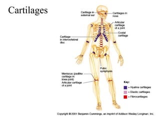 Cartilages
 