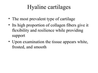 Hyaline cartilages
• The most prevalent type of cartilage
• Its high proportion of collagen fibers give it
flexibility and resilience while providing
support
• Upon examination the tissue appears white,
frosted, and smooth
 