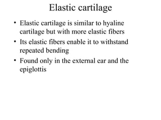 Elastic cartilage
• Elastic cartilage is similar to hyaline
cartilage but with more elastic fibers
• Its elastic fibers enable it to withstand
repeated bending
• Found only in the external ear and the
epiglottis
 