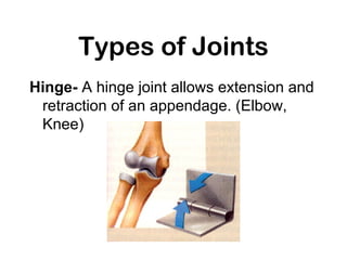 Types of Joints
Hinge- A hinge joint allows extension and
retraction of an appendage. (Elbow,
Knee)
 