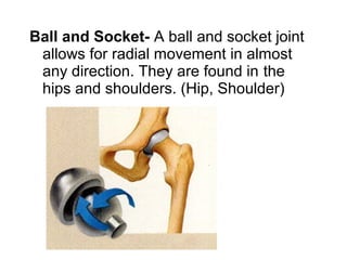 Ball and Socket- A ball and socket joint
allows for radial movement in almost
any direction. They are found in the
hips and shoulders. (Hip, Shoulder)
 