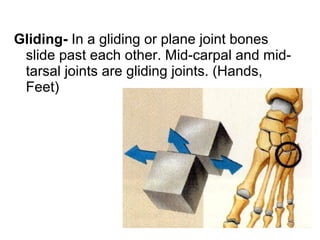 Gliding- In a gliding or plane joint bones
slide past each other. Mid-carpal and mid-
tarsal joints are gliding joints. (Hands,
Feet)
 