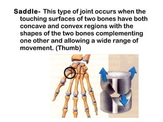 Saddle- This type of joint occurs when the
touching surfaces of two bones have both
concave and convex regions with the
shapes of the two bones complementing
one other and allowing a wide range of
movement. (Thumb)
 