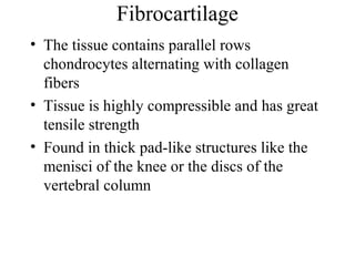 Fibrocartilage
• The tissue contains parallel rows
chondrocytes alternating with collagen
fibers
• Tissue is highly compressible and has great
tensile strength
• Found in thick pad-like structures like the
menisci of the knee or the discs of the
vertebral column
 