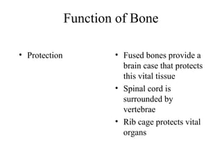 Function of Bone
• Protection • Fused bones provide a
brain case that protects
this vital tissue
• Spinal cord is
surrounded by
vertebrae
• Rib cage protects vital
organs
 