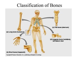 Classification of Bones
 
