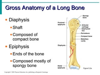 Gross Anatomy of a Long BoneGross Anatomy of a Long Bone
Copyright © 2003 Pearson Education, Inc. publishing as Benjamin Cummings
• Diaphysis
•Shaft
•Composed of
compact bone
• Epiphysis
•Ends of the bone
•Composed mostly of
spongy bone Figure 5.2a
 