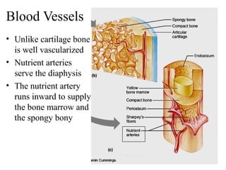 Blood Vessels
• Unlike cartilage bone
is well vascularized
• Nutrient arteries
serve the diaphysis
• The nutrient artery
runs inward to supply
the bone marrow and
the spongy bony
 