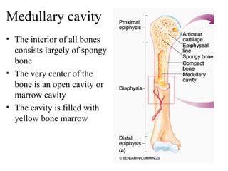 Medullary cavity
• The interior of all bones
consists largely of spongy
bone
• The very center of the
bone is an open cavity or
marrow cavity
• The cavity is filled with
yellow bone marrow
 