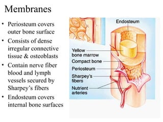 Membranes
• Periosteum covers
outer bone surface
• Consists of dense
irregular connective
tissue & osteoblasts
• Contain nerve fiber
blood and lymph
vessels secured by
Sharpey’s fibers
• Endosteum covers
internal bone surfaces
 