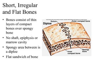 Short, Irregular
and Flat Bones
• Bones consist of thin
layers of compact
bones over spongy
bone
• No shaft, epiphysis or
marrow cavity
• Spongy area between is
a diploe
• Flat sandwich of bone
 