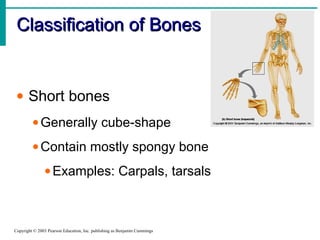Classification of BonesClassification of Bones
Copyright © 2003 Pearson Education, Inc. publishing as Benjamin Cummings
• Short bones
•Generally cube-shape
•Contain mostly spongy bone
•Examples: Carpals, tarsals
 