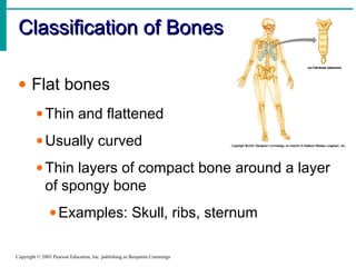 Classification of BonesClassification of Bones
Copyright © 2003 Pearson Education, Inc. publishing as Benjamin Cummings
• Flat bones
•Thin and flattened
•Usually curved
•Thin layers of compact bone around a layer
of spongy bone
•Examples: Skull, ribs, sternum
 