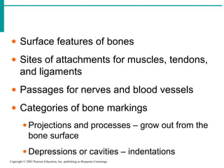 Copyright © 2003 Pearson Education, Inc. publishing as Benjamin Cummings
• Surface features of bones
• Sites of attachments for muscles, tendons,
and ligaments
• Passages for nerves and blood vessels
• Categories of bone markings
• Projections and processes – grow out from the
bone surface
• Depressions or cavities – indentations
 