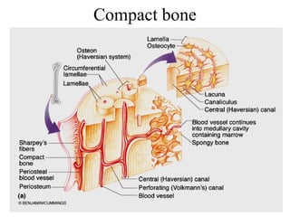 Compact bone
 