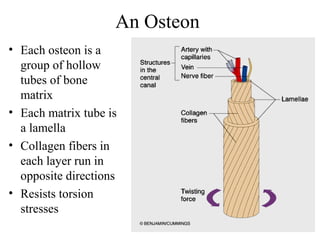 An Osteon
• Each osteon is a
group of hollow
tubes of bone
matrix
• Each matrix tube is
a lamella
• Collagen fibers in
each layer run in
opposite directions
• Resists torsion
stresses
 