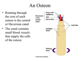 An Osteon
• Running through
the core of each
osteon is the central
or Haversian canal
• The canal contains
small blood vessels
that supply the cells
of the osteon
 