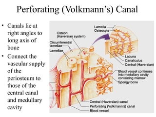 Perforating (Volkmann’s) Canal
• Canals lie at
right angles to
long axis of
bone
• Connect the
vascular supply
of the
periosteum to
those of the
central canal
and medullary
cavity
 
