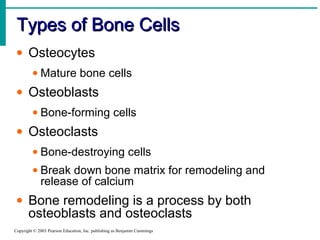 Types of Bone CellsTypes of Bone Cells
Copyright © 2003 Pearson Education, Inc. publishing as Benjamin Cummings
• Osteocytes
• Mature bone cells
• Osteoblasts
• Bone-forming cells
• Osteoclasts
• Bone-destroying cells
• Break down bone matrix for remodeling and
release of calcium
• Bone remodeling is a process by both
osteoblasts and osteoclasts
 