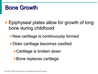 Bone GrowthBone Growth
Copyright © 2003 Pearson Education, Inc. publishing as Benjamin Cummings
• Epiphyseal plates allow for growth of long
bone during childhood
•New cartilage is continuously formed
•Older cartilage becomes ossified
•Cartilage is broken down
•Bone replaces cartilage
 