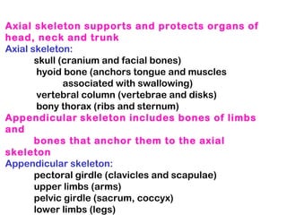 Axial skeleton supports and protects organs of
head, neck and trunk
Axial skeleton:
skull (cranium and facial bones)
hyoid bone (anchors tongue and muscles
associated with swallowing)
vertebral column (vertebrae and disks)
bony thorax (ribs and sternum)
Appendicular skeleton includes bones of limbs
and
bones that anchor them to the axial
skeleton
Appendicular skeleton:
pectoral girdle (clavicles and scapulae)
upper limbs (arms)
pelvic girdle (sacrum, coccyx)
lower limbs (legs)
 