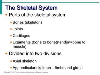 The Skeletal SystemThe Skeletal System
Copyright © 2003 Pearson Education, Inc. publishing as Benjamin Cummings
• Parts of the skeletal system
• Bones (skeleton)
• Joints
• Cartilages
• Ligaments (bone to bone)(tendon=bone to
muscle)
• Divided into two divisions
• Axial skeleton
• Appendicular skeleton – limbs and girdle
 