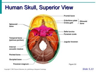 Human Skull, Superior ViewHuman Skull, Superior View
Slide 5.23Copyright © 2003 Pearson Education, Inc. publishing as Benjamin Cummings
Figure 5.8
 