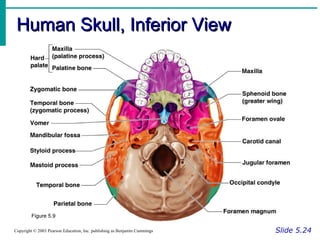 Human Skull, Inferior ViewHuman Skull, Inferior View
Slide 5.24Copyright © 2003 Pearson Education, Inc. publishing as Benjamin Cummings
Figure 5.9
 