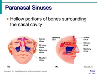 Paranasal SinusesParanasal Sinuses
SlideCopyright © 2003 Pearson Education, Inc. publishing as Benjamin Cummings
• Hollow portions of bones surrounding
the nasal cavity
Figure 5.10
 