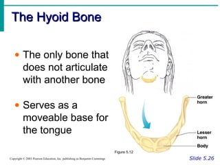 The Hyoid BoneThe Hyoid Bone
Slide 5.26Copyright © 2003 Pearson Education, Inc. publishing as Benjamin Cummings
• The only bone that
does not articulate
with another bone
• Serves as a
moveable base for
the tongue
Figure 5.12
 