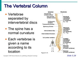 The Vertebral ColumnThe Vertebral Column
Slide 5.28Copyright © 2003 Pearson Education, Inc. publishing as Benjamin Cummings
• Vertebrae
separated by
intervertebral discs
• The spine has a
normal curvature
• Each vertebrae is
given a name
according to its
location Figure 5.14
 