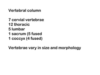 Vertebral column
7 cervial vertebrae
12 thoracic
5 lumbar
1 sacrum (5 fused
1 coccyx (4 fused)
Vertebrae vary in size and morphology
 