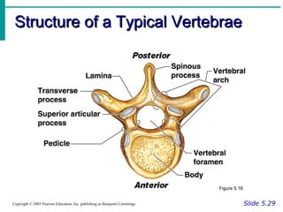 Structure of a Typical VertebraeStructure of a Typical Vertebrae
Slide 5.29Copyright © 2003 Pearson Education, Inc. publishing as Benjamin Cummings
Figure 5.16
 