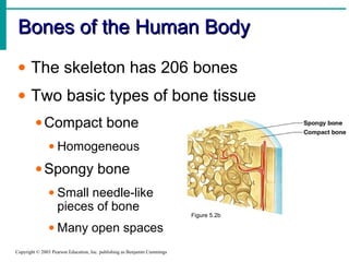 Bones of the Human BodyBones of the Human Body
Copyright © 2003 Pearson Education, Inc. publishing as Benjamin Cummings
• The skeleton has 206 bones
• Two basic types of bone tissue
•Compact bone
• Homogeneous
•Spongy bone
• Small needle-like
pieces of bone
• Many open spaces
Figure 5.2b
 