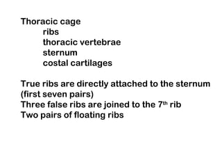 Thoracic cage
ribs
thoracic vertebrae
sternum
costal cartilages
True ribs are directly attached to the sternum
(first seven pairs)
Three false ribs are joined to the 7th
rib
Two pairs of floating ribs
 