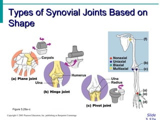 Types of Synovial Joints Based onTypes of Synovial Joints Based on
ShapeShape
SlideCopyright © 2003 Pearson Education, Inc. publishing as Benjamin Cummings
Figure 5.29a–c
 