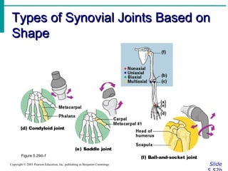 Types of Synovial Joints Based onTypes of Synovial Joints Based on
ShapeShape
SlideCopyright © 2003 Pearson Education, Inc. publishing as Benjamin Cummings
Figure 5.29d–f
 