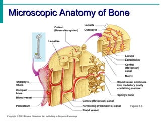 Microscopic Anatomy of BoneMicroscopic Anatomy of Bone
Copyright © 2003 Pearson Education, Inc. publishing as Benjamin Cummings
Figure 5.3
 