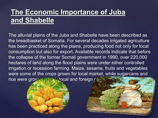 The alluvial plains of the Juba and Shabelle have been described as
the breadbasket of Somalia. For several decades irrigated agriculture
has been practiced along the plains, producing food not only for local
consumption but also for export. Available records indicate that before
the collapse of the former Somali government in 1990, over 220,000
hectares of land along the flood plains were under either controlled
irrigation or recession farming. Maize, sesame, fruits and vegetables
were some of the crops grown for local market, while sugarcane and
rice were grown for both local and foreign markets.
The Economic Importance of Juba
and Shabelle
 