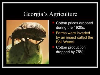 Georgia’s Agriculture
              Cotton prices dropped
               during the 1920s.
              Farms were invaded
               by an insect called the
               Boll Weevil.
              Cotton production
               dropped by 75%.
 