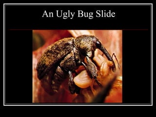 An Ugly Bug Slide
 