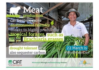 World Water Day 2014 - Drough tolerant tropical forages for greener meat production