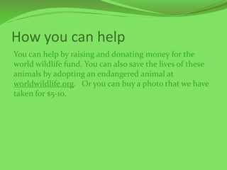 How you can help
You can help by raising and donating money for the
world wildlife fund. You can also save the lives of these
animals by adopting an endangered animal at
worldwildlife.org. Or you can buy a photo that we have
taken for $5-10.
 