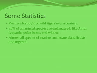 Some Statistics
 We have lost 97% of wild tigers over a century.
 40% of all animal species are endangered, like Amur
leopards, polar bears, and whales.
 Almost all species of marine turtles are classified as
endangered.
 